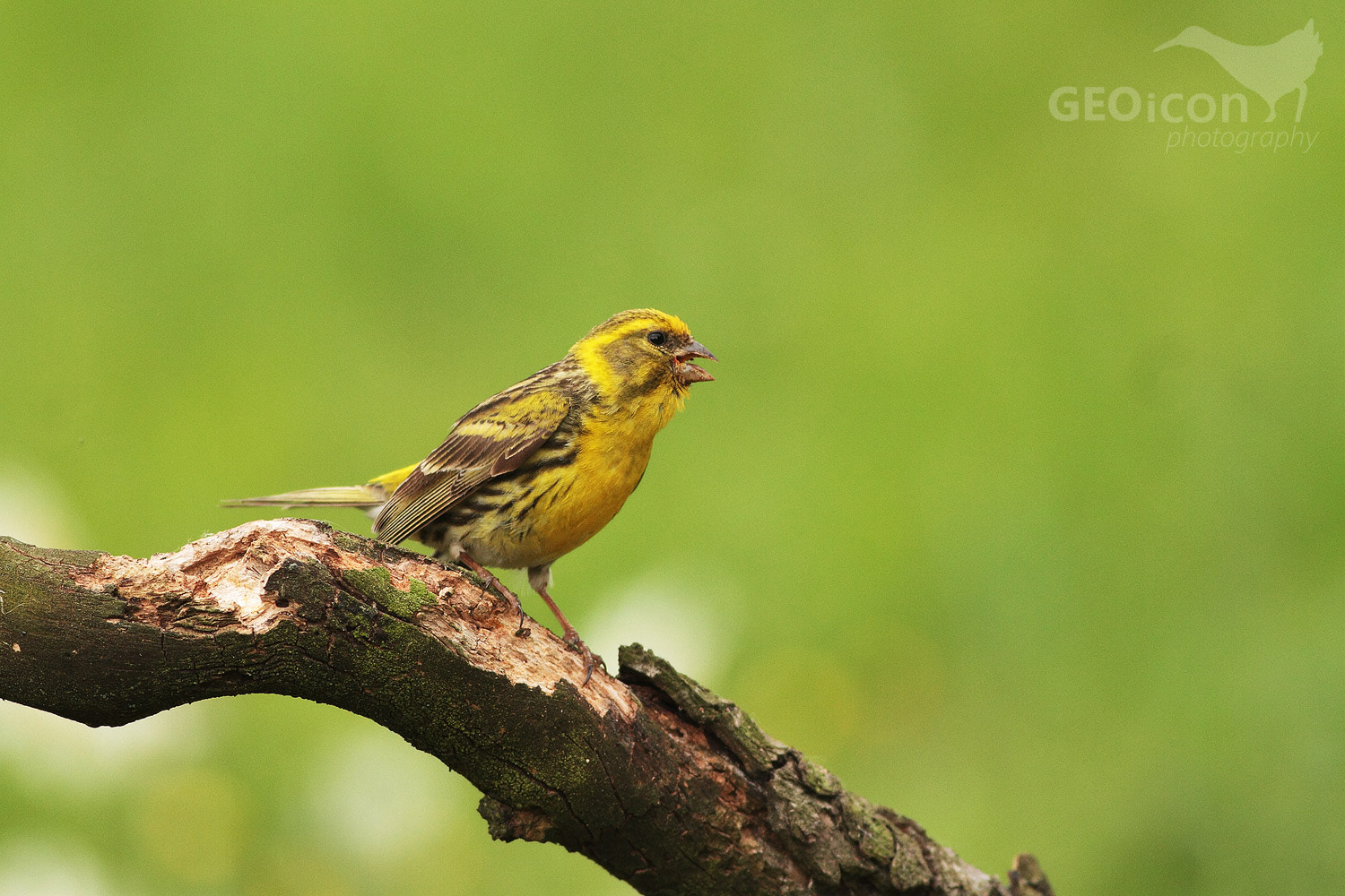 Serin / zvonohlík zahradní (Serinus serinus)
