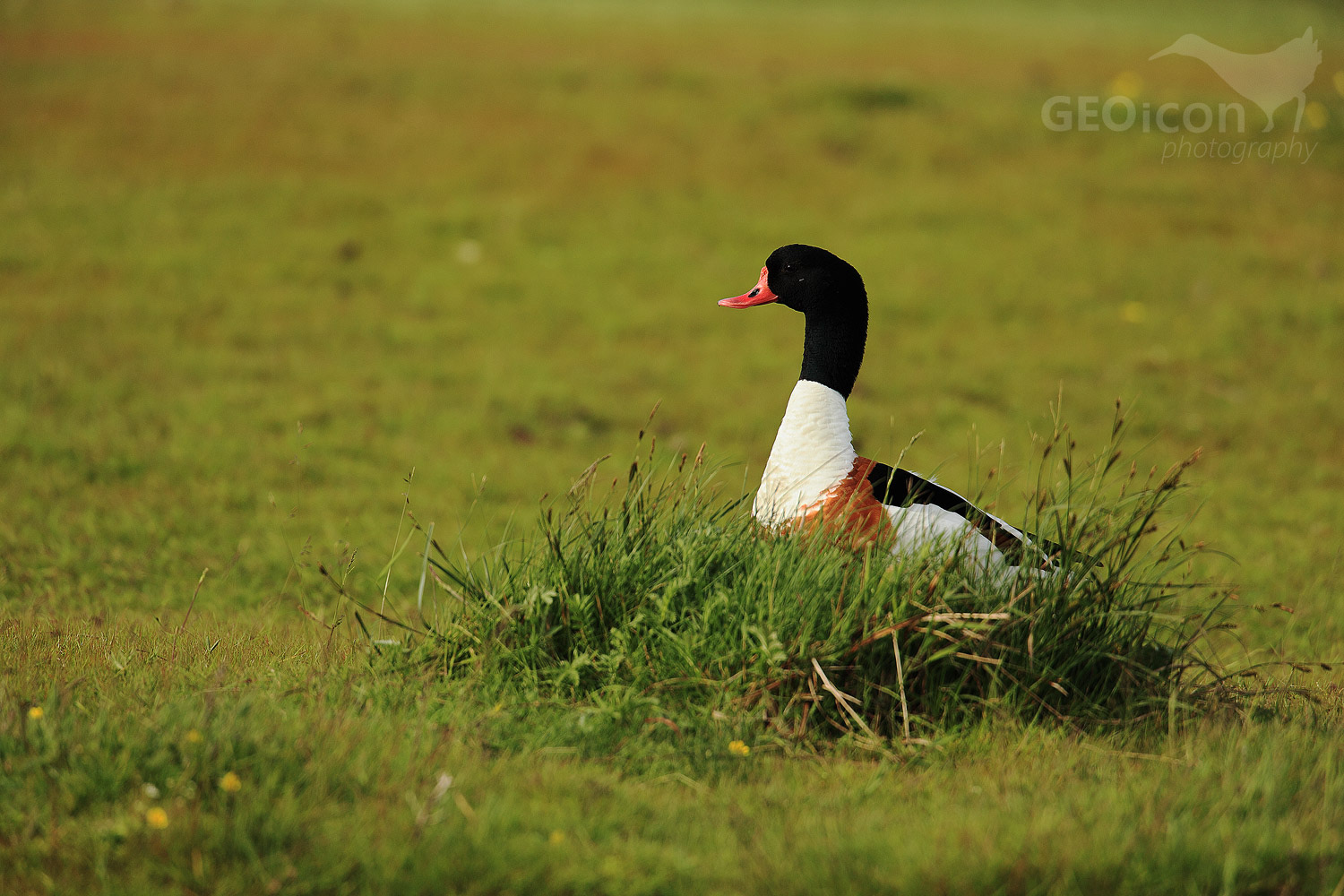 Shelduck / husice liščí (Tadorna tadorna)
