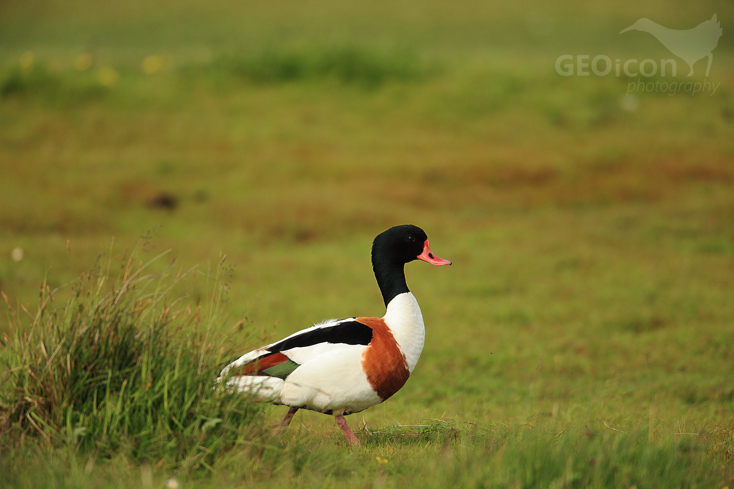 Shelduck / husice liščí (Tadorna tadorna)