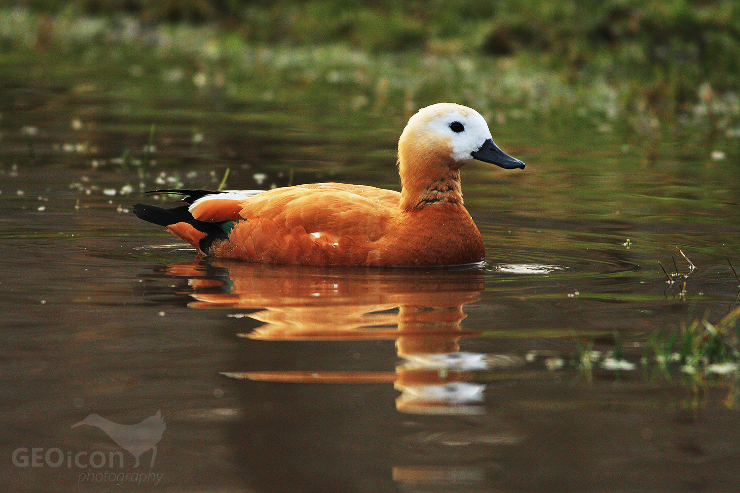 Ruddy shelduck / husice rezavá (Tadorna feruginea)