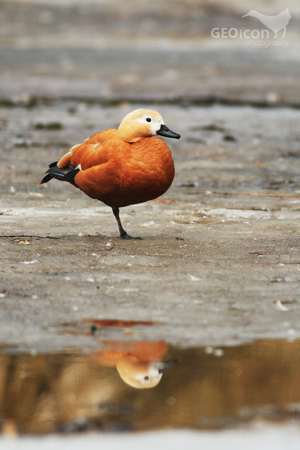 Ruddy shelduck / husice rezavá (Tadorna feruginea)