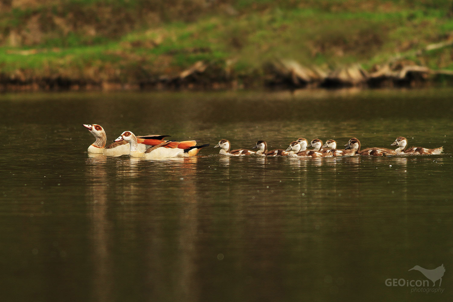 Egyptian goose / husice nilská (Alopochen aegyptiacus)