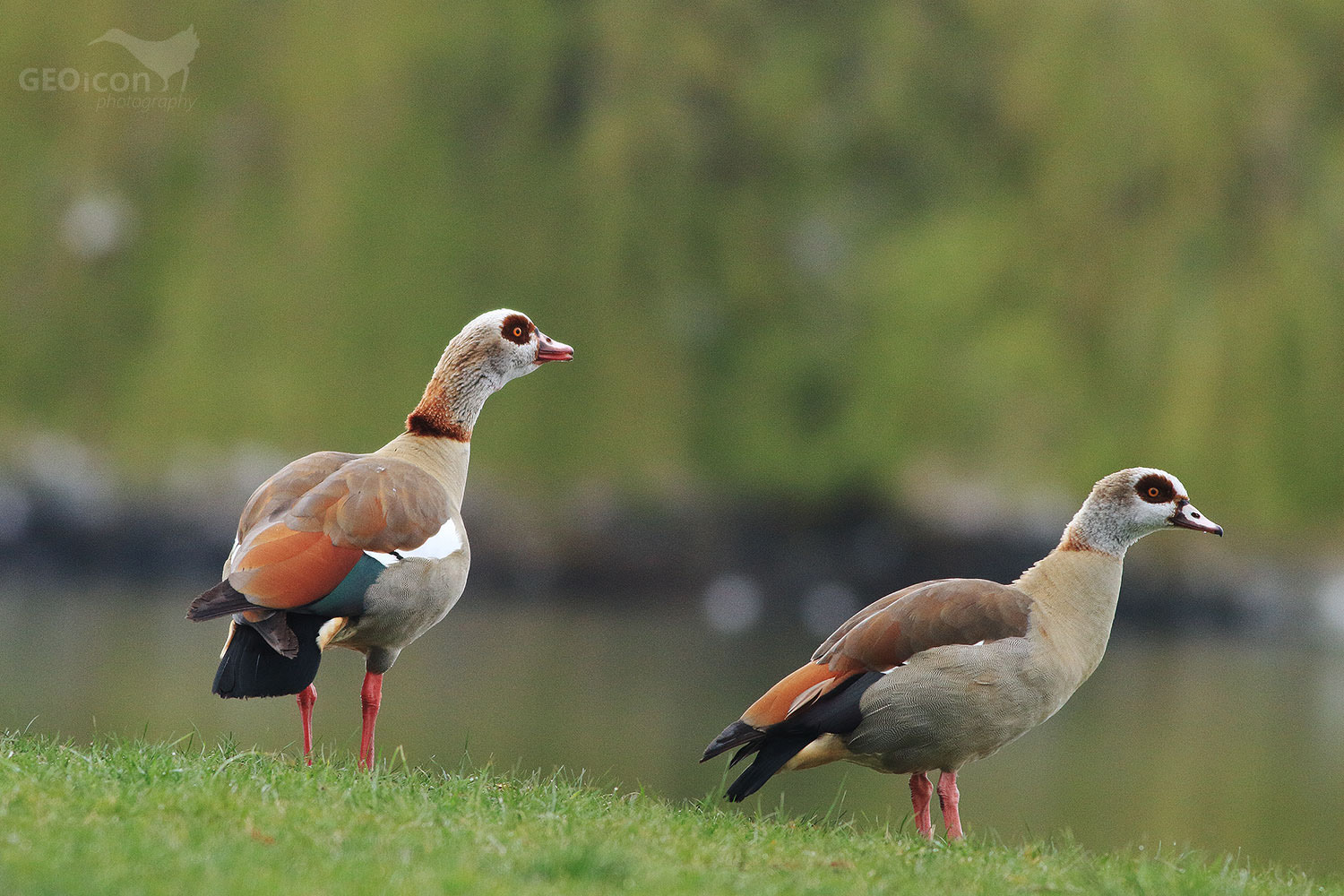 Egyptian goose / husice nilská (Alopochen aegyptiacus)