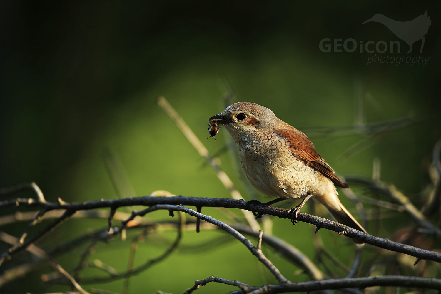 Red backed shrike / ťuhýk obecný (Lanius collurio)