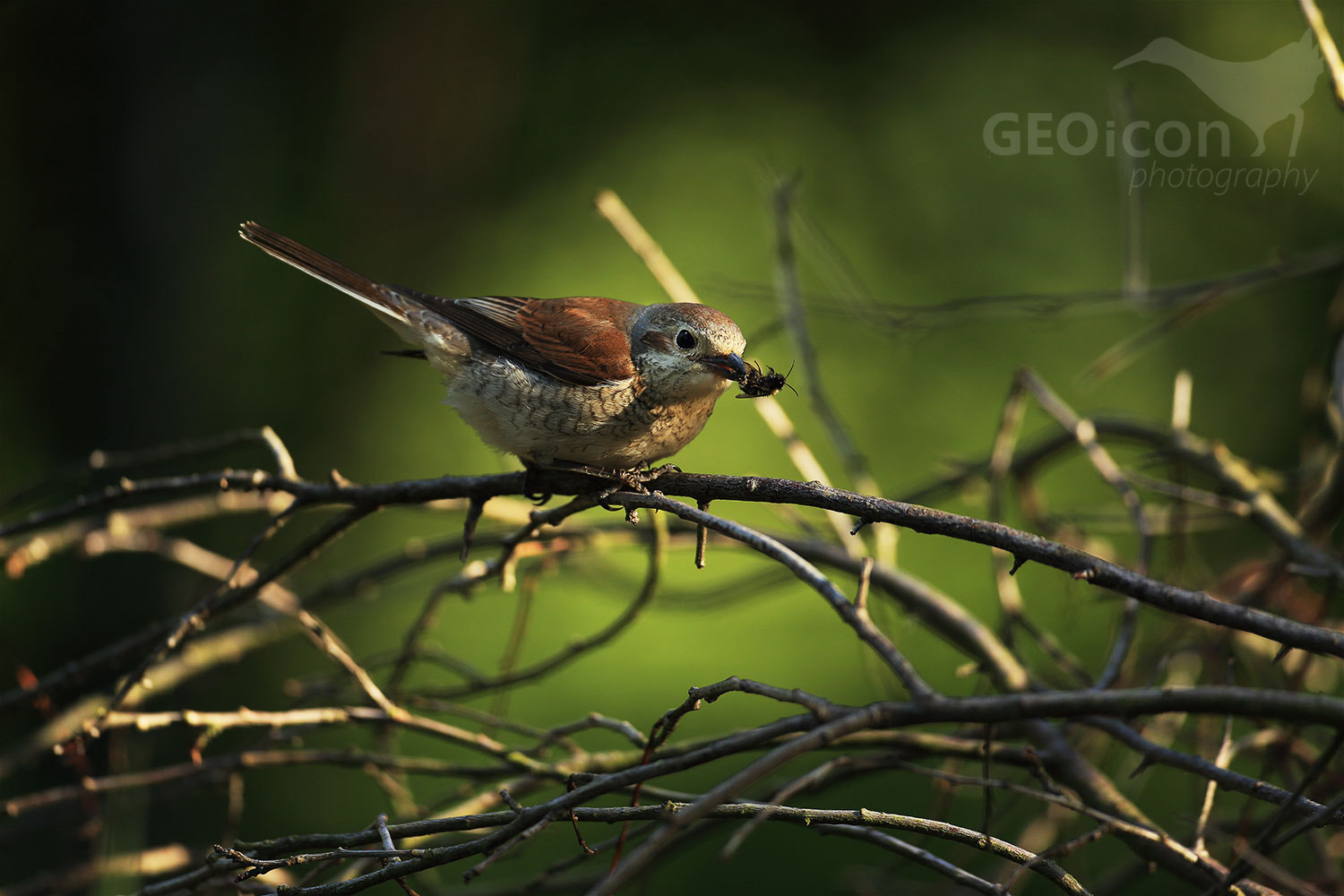 Red backed shrike / ťuhýk obecný (Lanius collurio)
