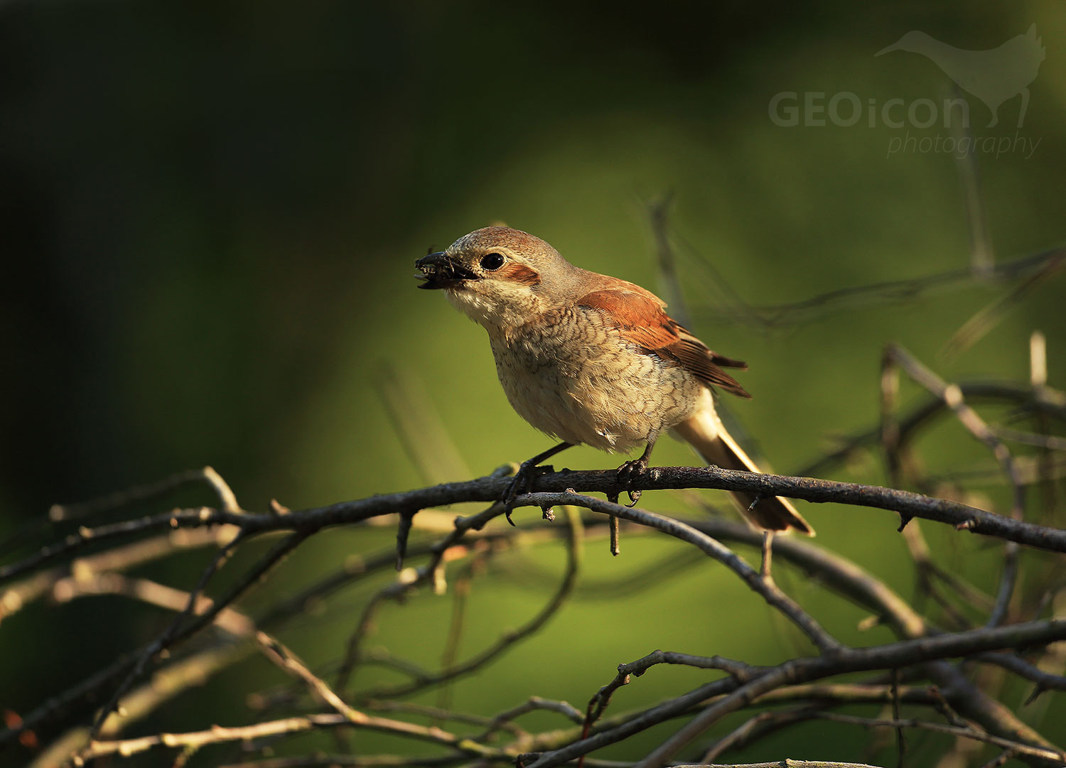Red backed shrike / ťuhýk obecný (Lanius collurio)