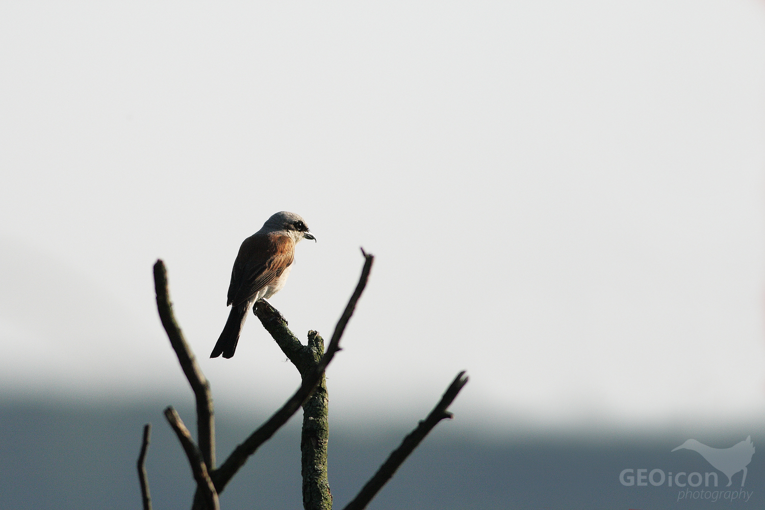 Red backed shrike / ťuhýk obecný (Lanius collurio)