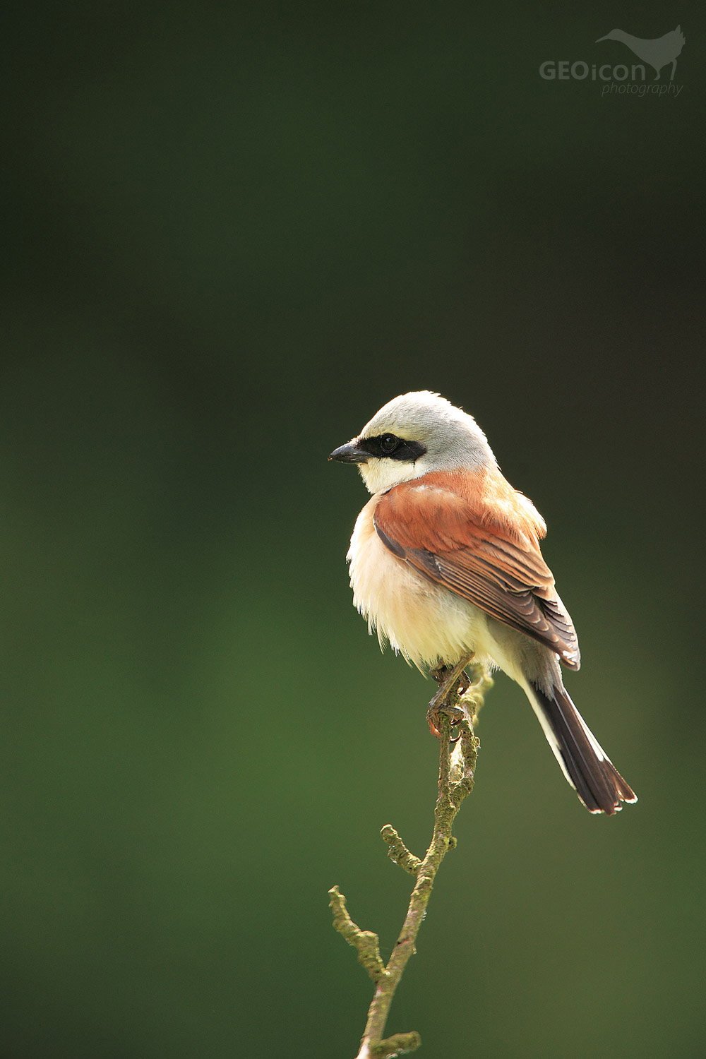 Red backed shrike / ťuhýk obecný (Lanius collurio)