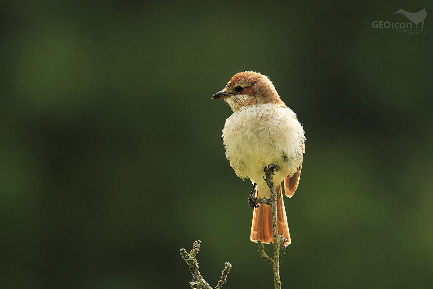 Red backed shrike / ťuhýk obecný (Lanius collurio)