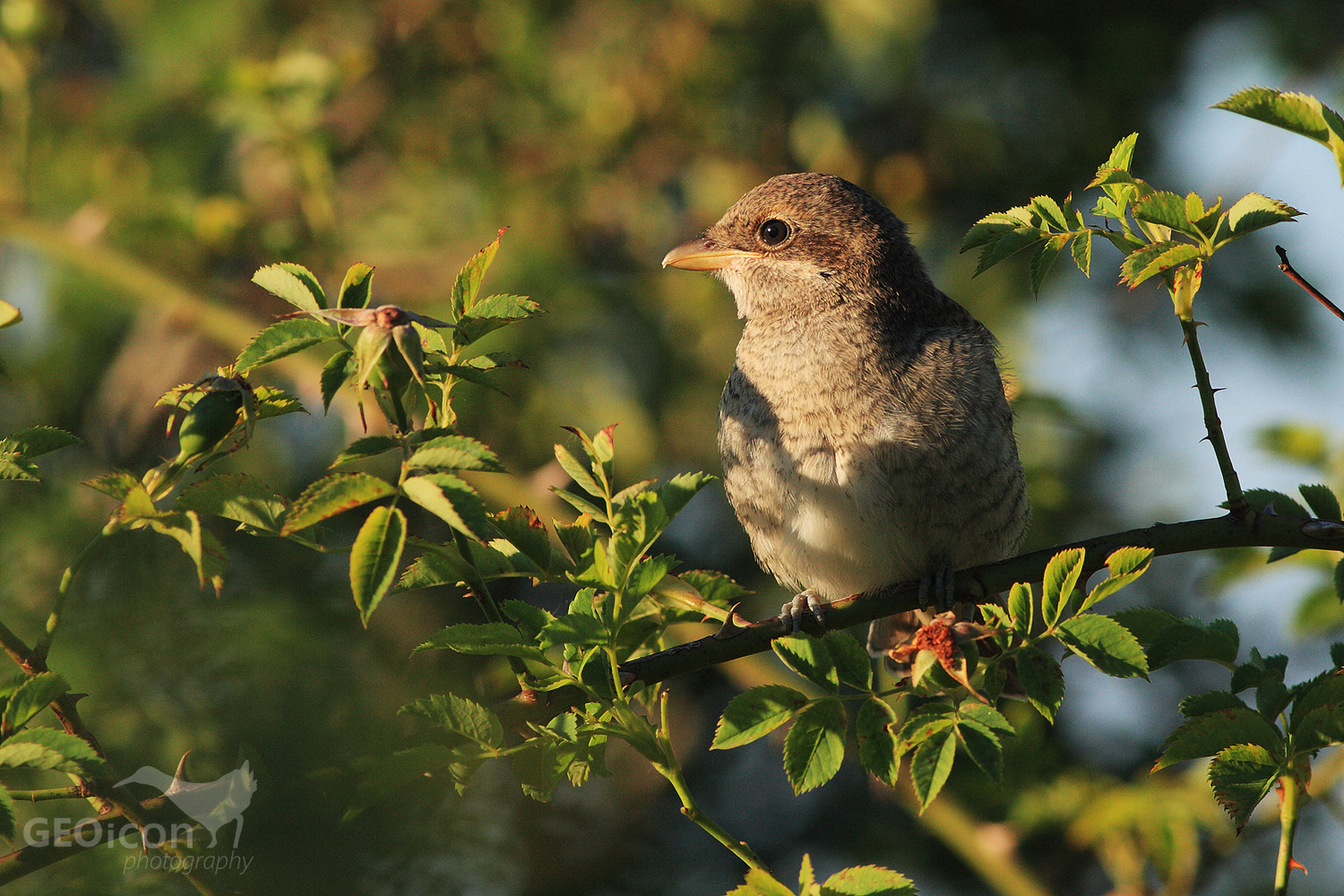 Red backed shrike / ťuhýk obecný (Lanius collurio)