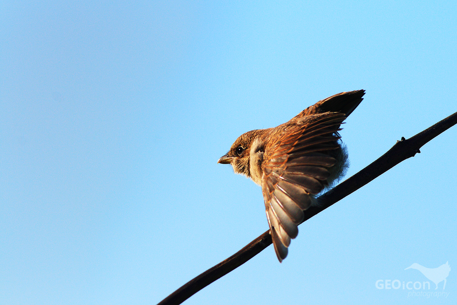 Red backed shrike / ťuhýk obecný (Lanius collurio)