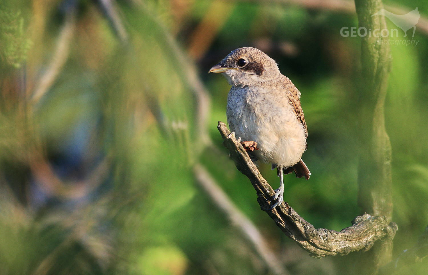 Red backed shrike / ťuhýk obecný (Lanius collurio)
