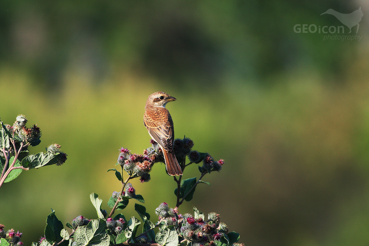 Red backed shrike / ťuhýk obecný (Lanius collurio)