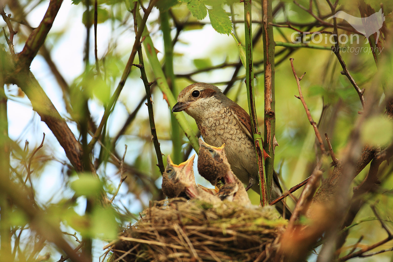 Red backed shrike / ťuhýk obecný (Lanius collurio)
