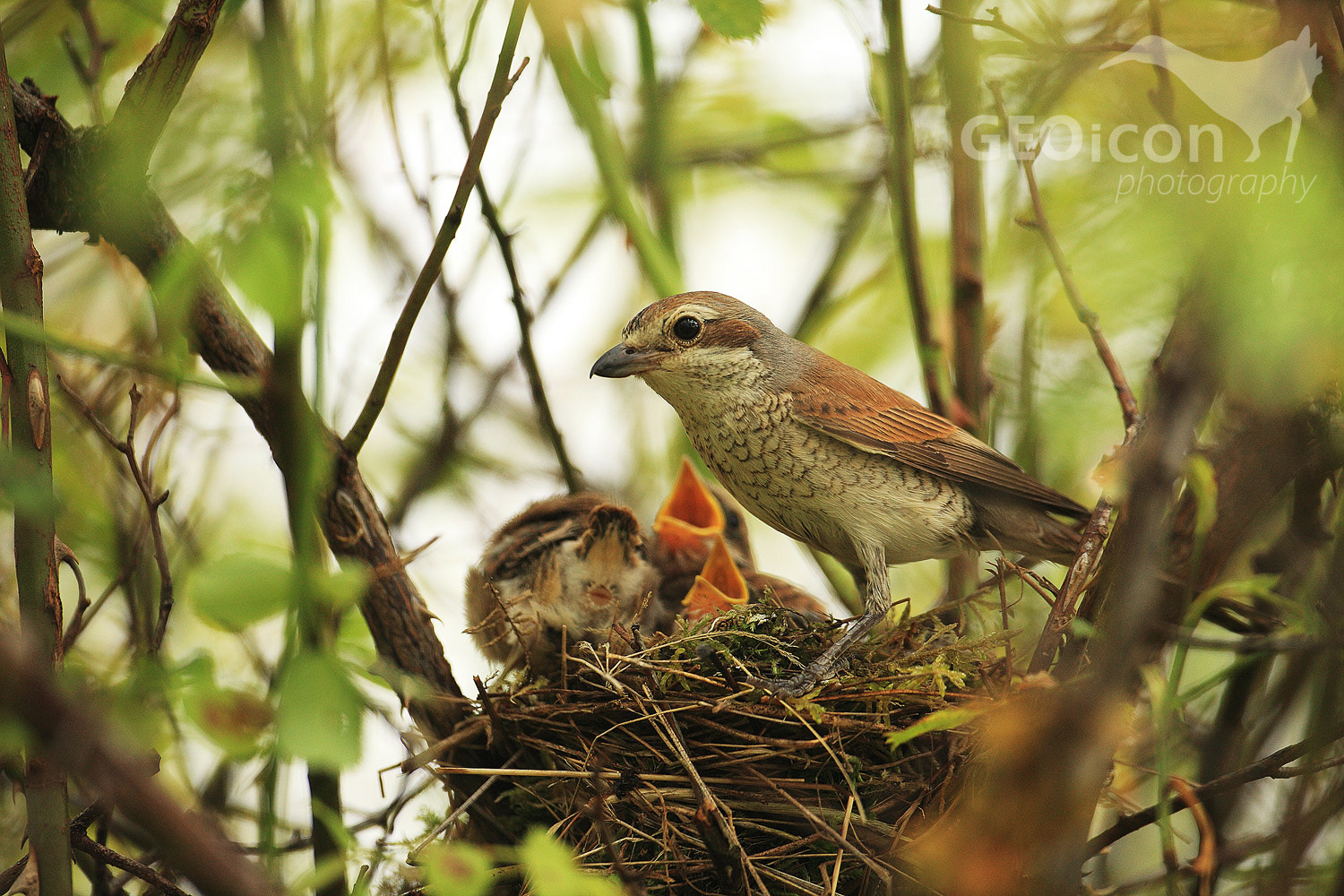 Red backed shrike / ťuhýk obecný (Lanius collurio)