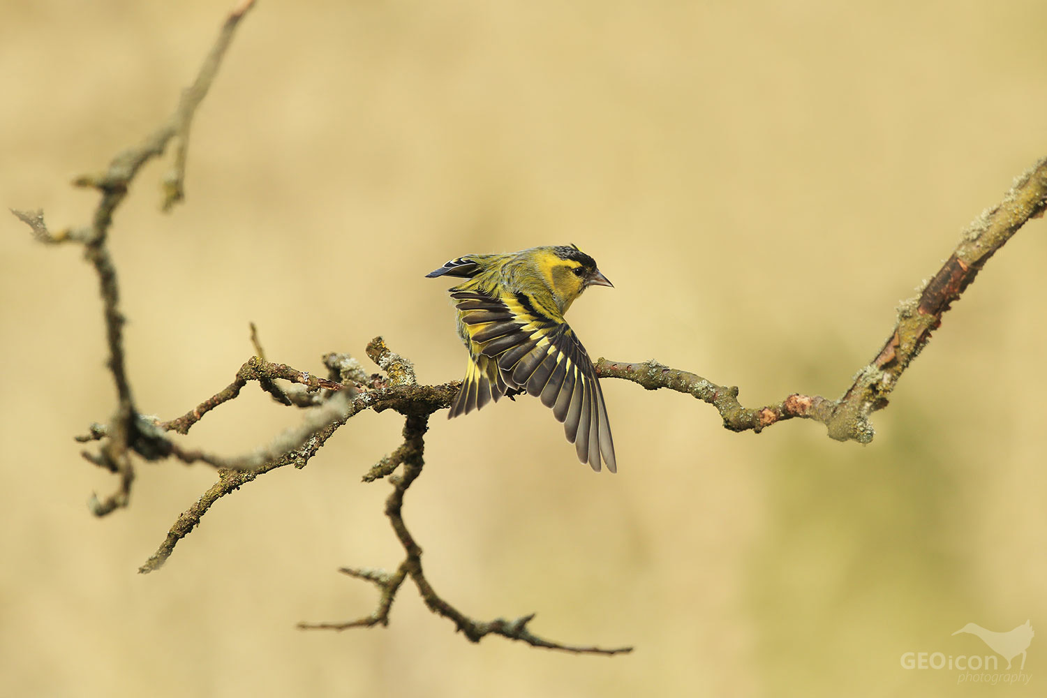 Siskin / čížek lesní (Carduelis spinus)
