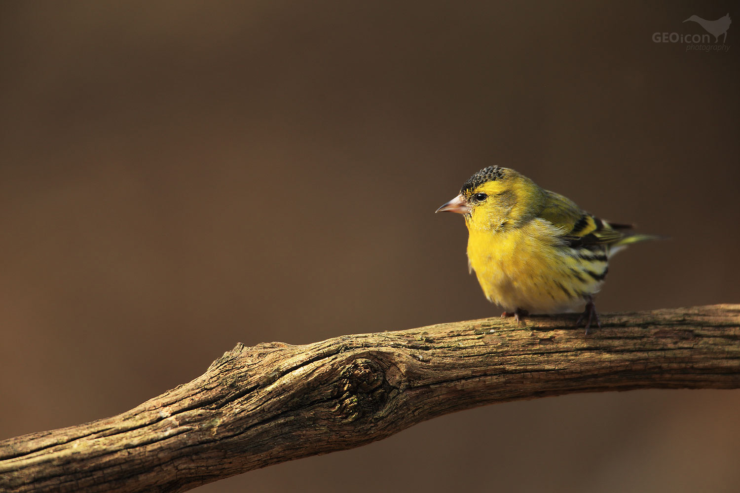 Siskin / čížek lesní (Carduelis spinus)