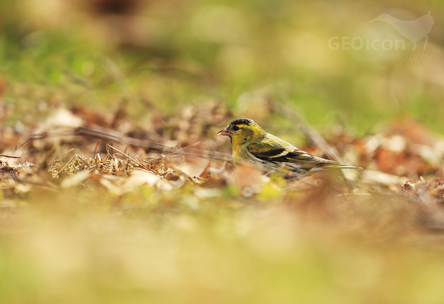 Siskin / čížek lesní (Carduelis spinus)