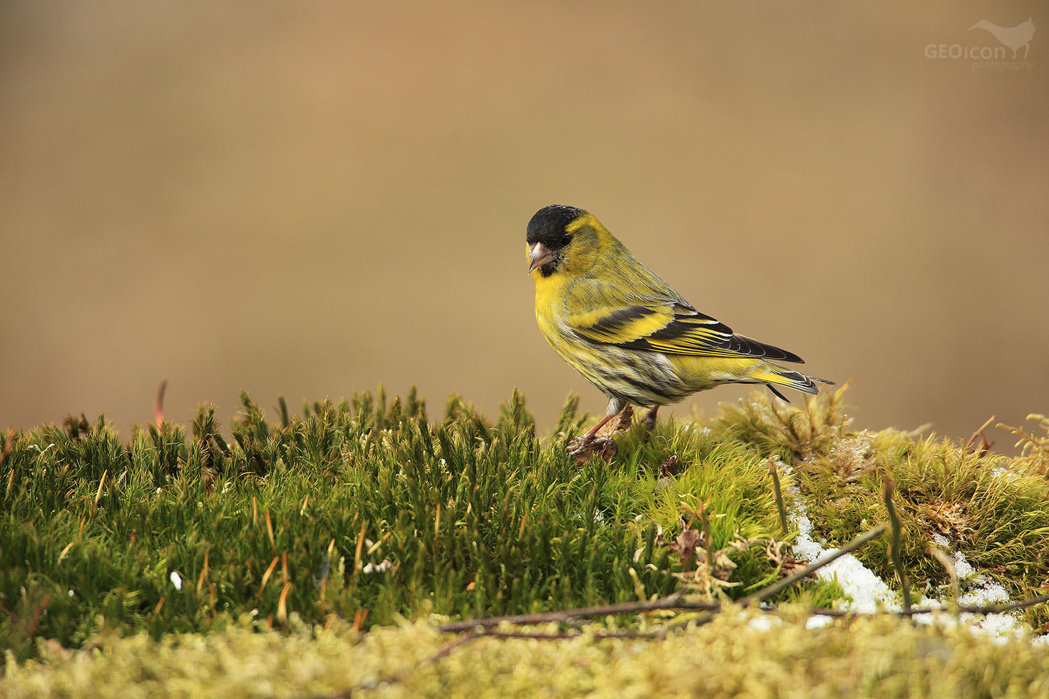 Siskin / čížek lesní (Carduelis spinus)