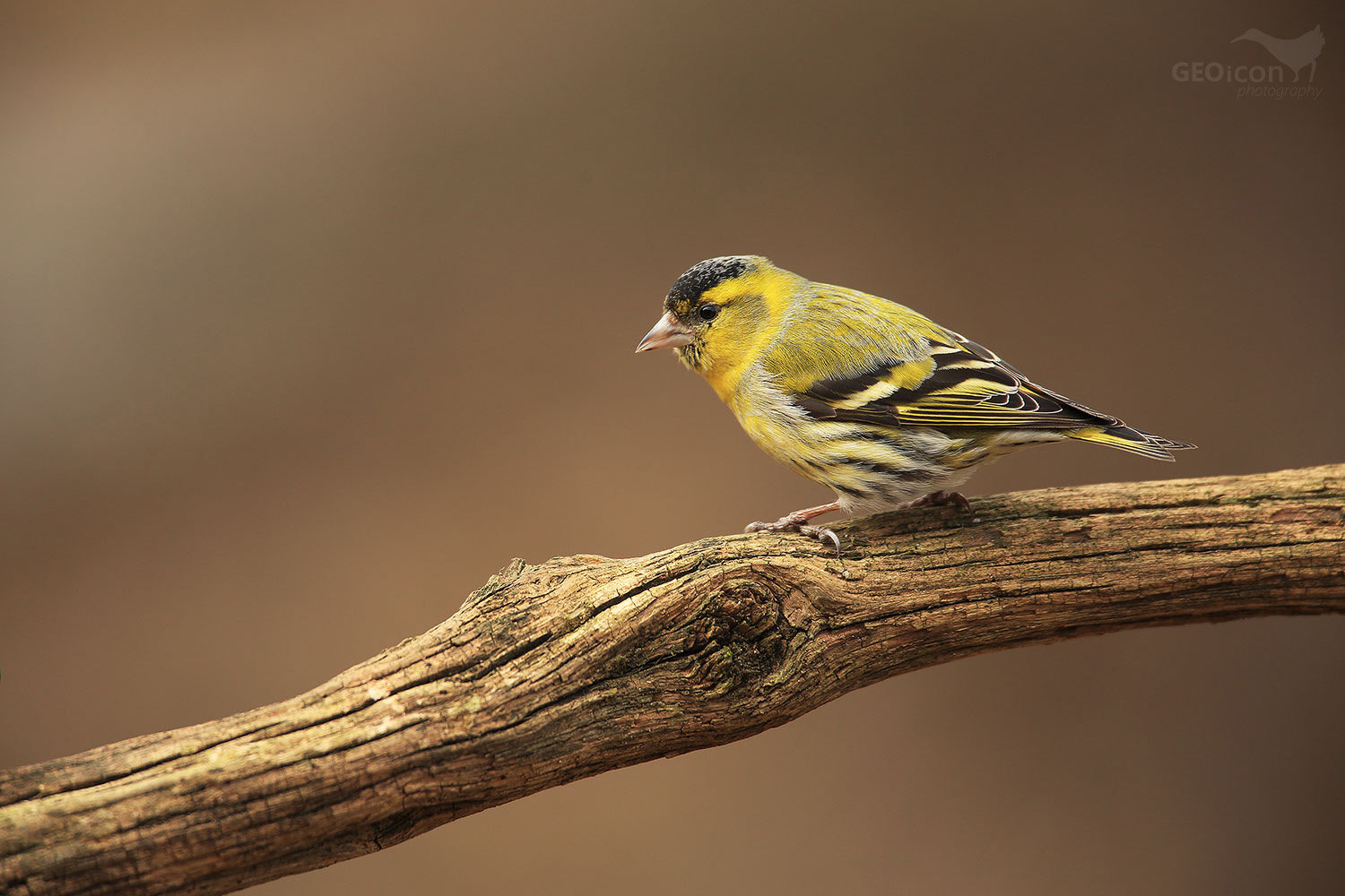 Siskin / čížek lesní (Carduelis spinus)
