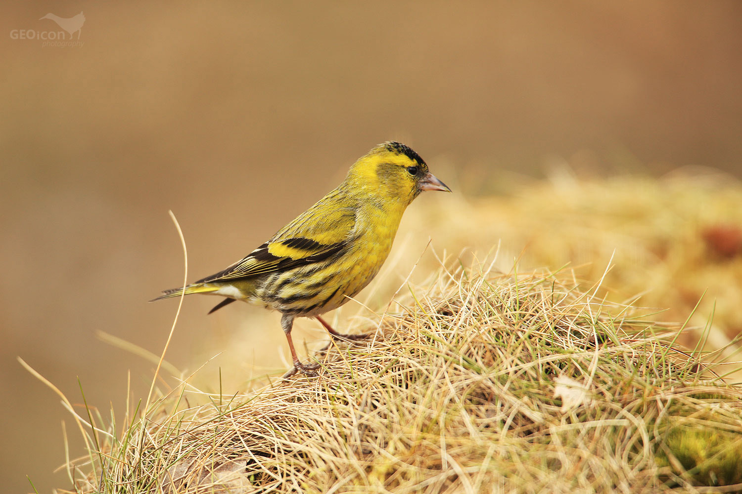 Siskin / čížek lesní (Carduelis spinus)