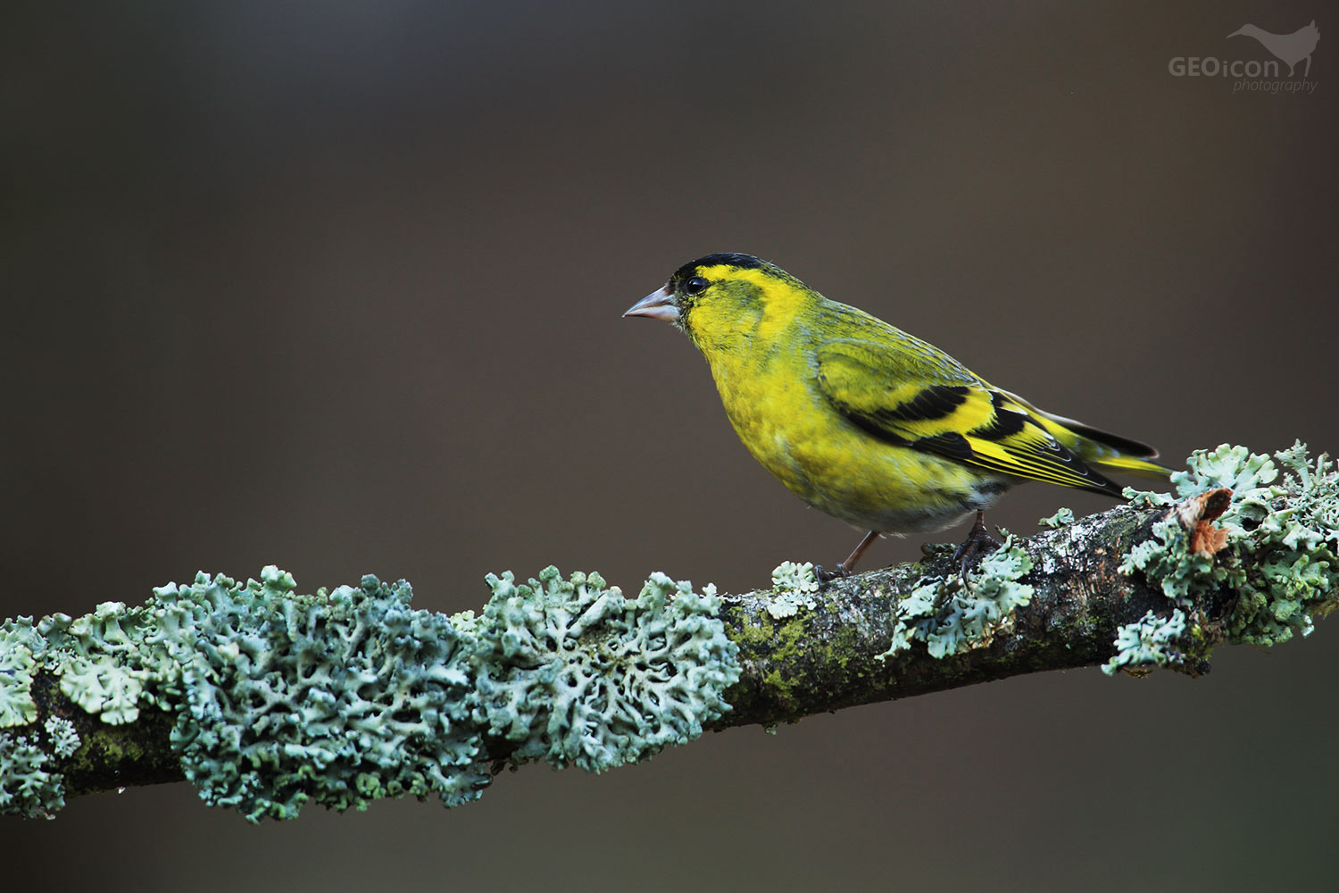 Siskin / čížek lesní (Carduelis spinus)