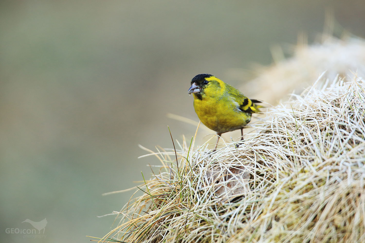 Siskin / čížek lesní (Carduelis spinus)