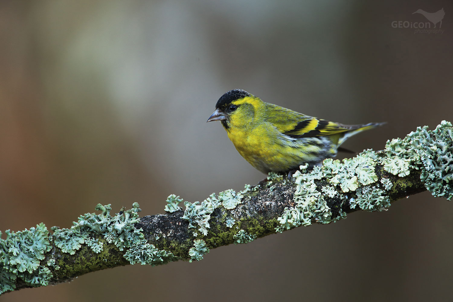 Siskin / čížek lesní (Carduelis spinus)