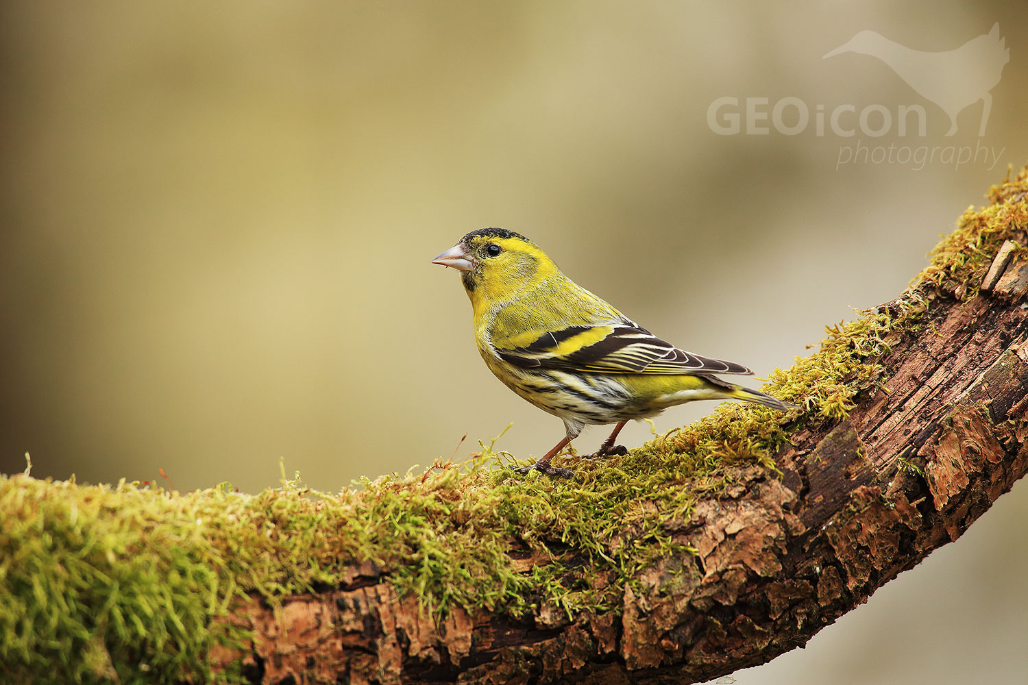 Siskin / čížek lesní (Carduelis spinus)