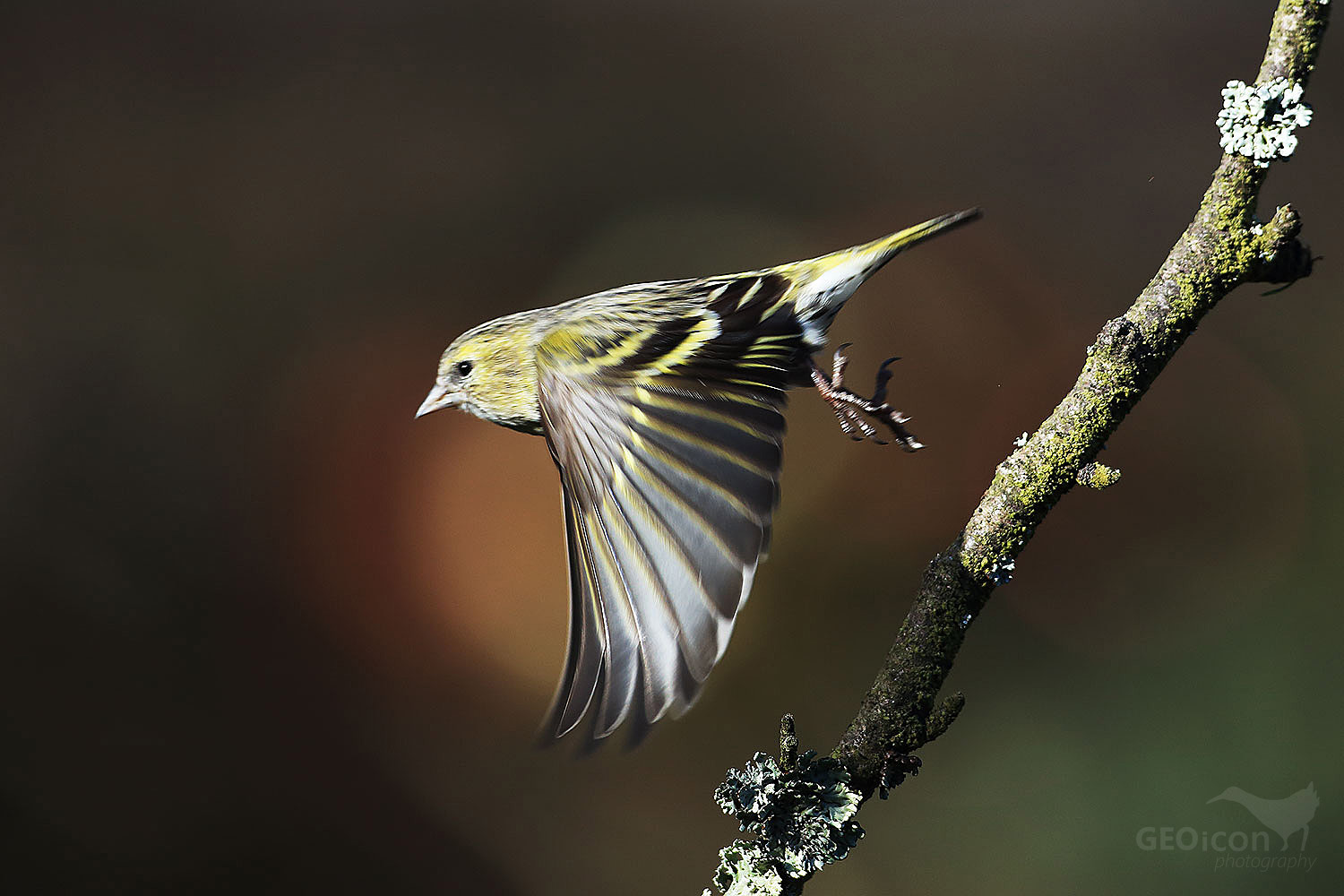 Siskin / čížek lesní (Carduelis spinus)