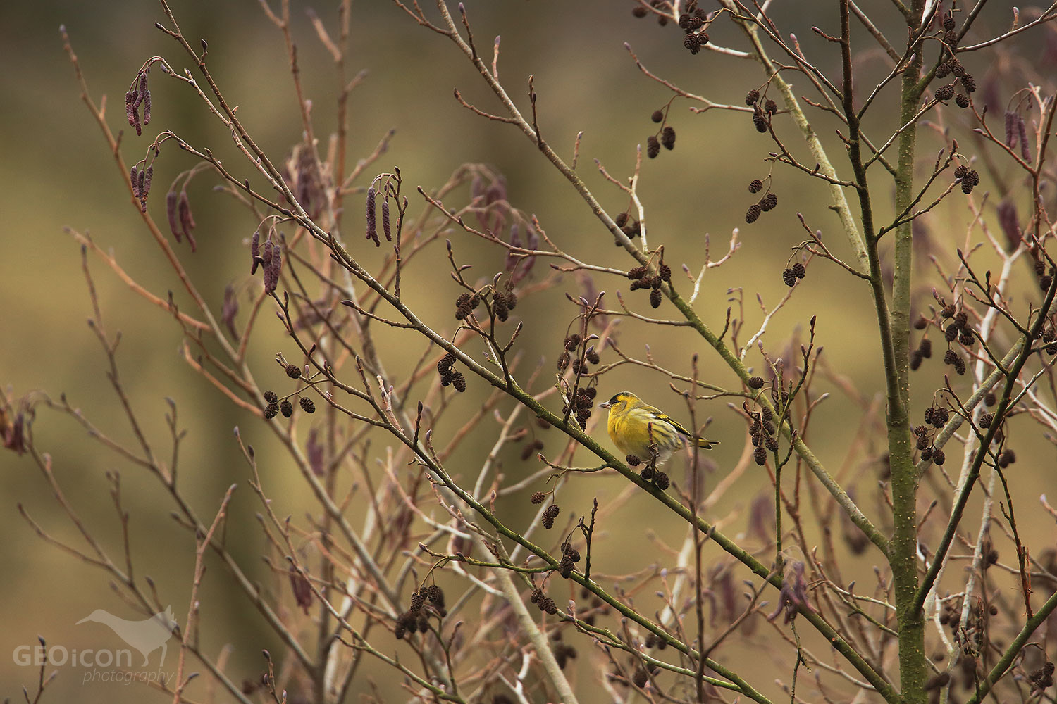 Siskin / čížek lesní (Carduelis spinus)