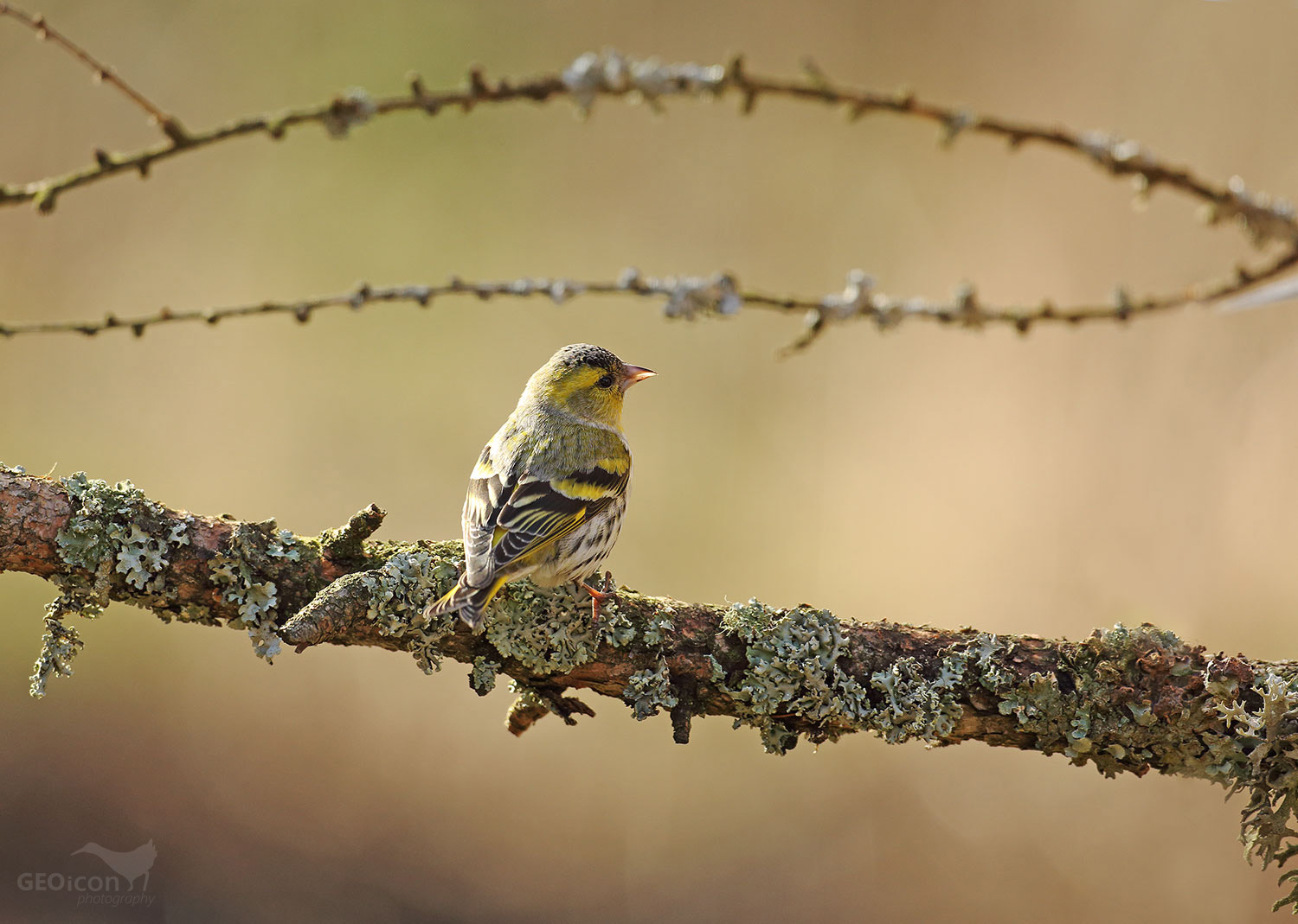 Siskin / čížek lesní (Carduelis spinus)