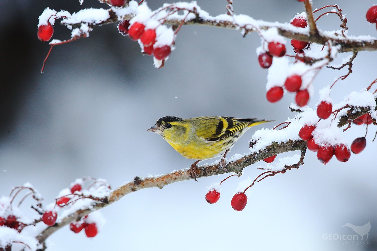 Siskin / čížek lesní (Carduelis spinus)