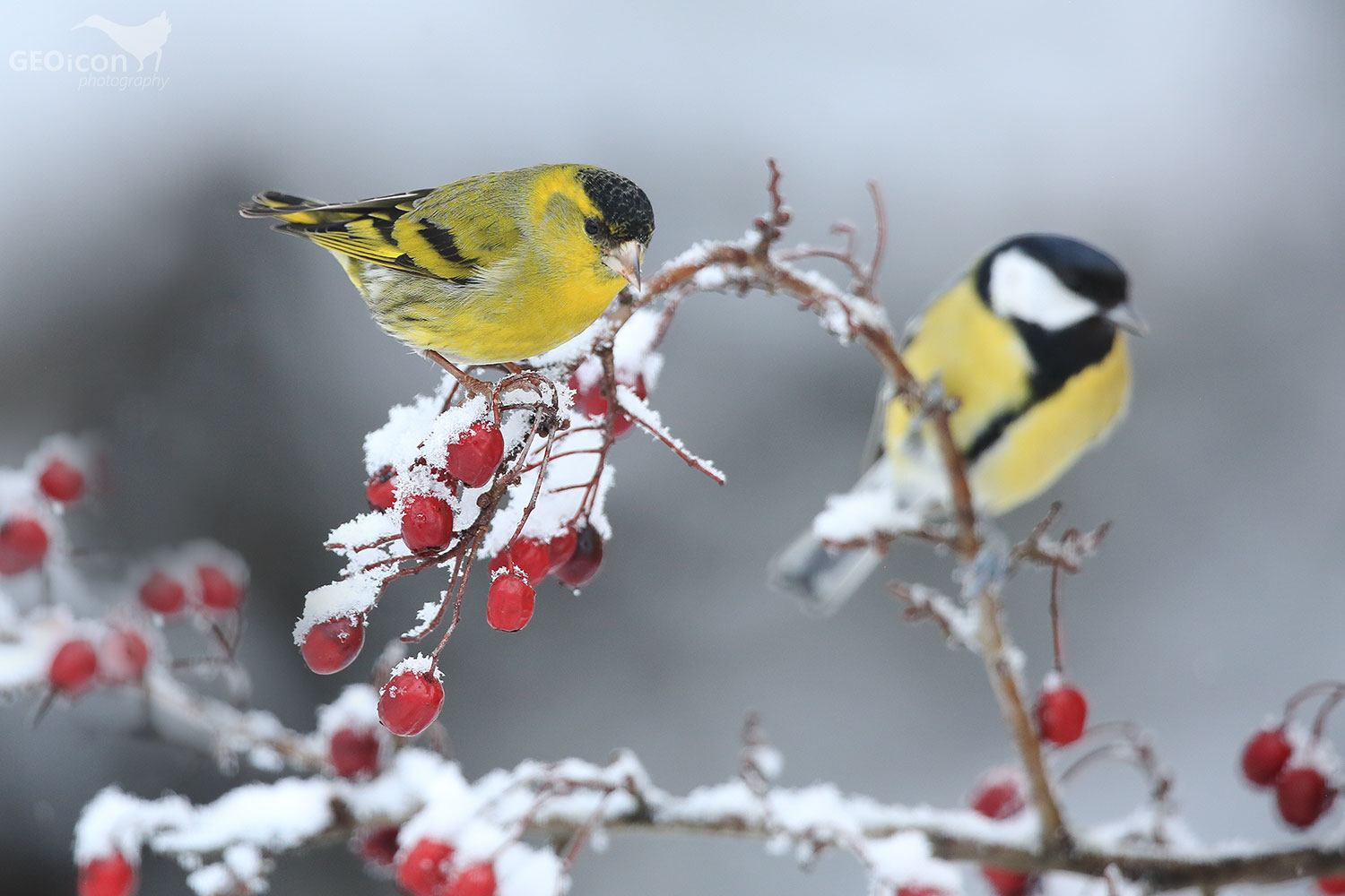 Siskin / čížek lesní (Carduelis spinus)