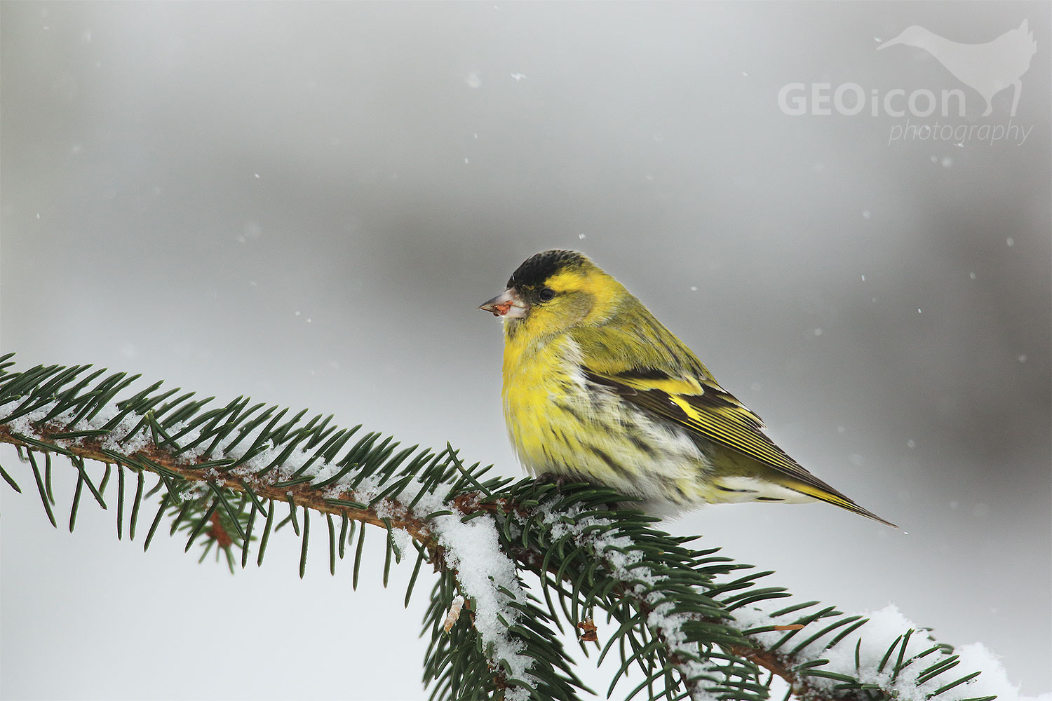 Siskin / čížek lesní (Carduelis spinus)