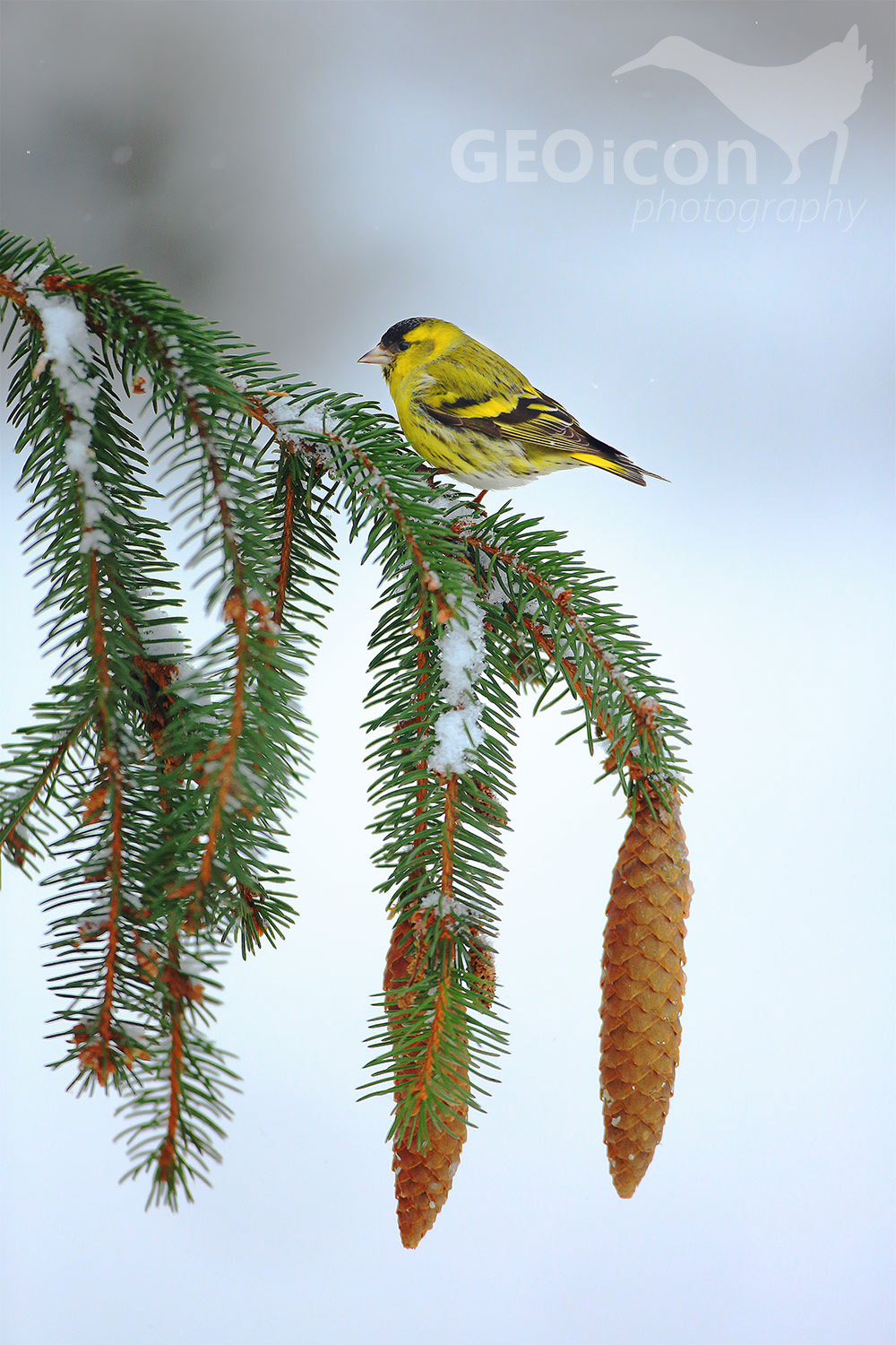 Siskin / čížek lesní (Carduelis spinus)