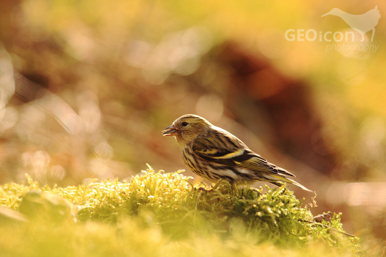Siskin / čížek lesní (Carduelis spinus)