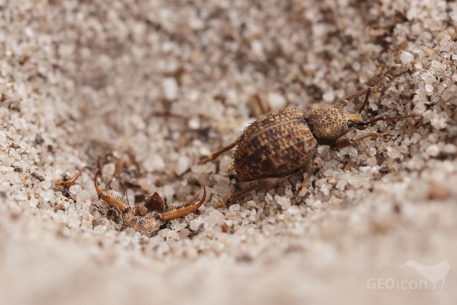 Myrmeleonidae / mravkolev