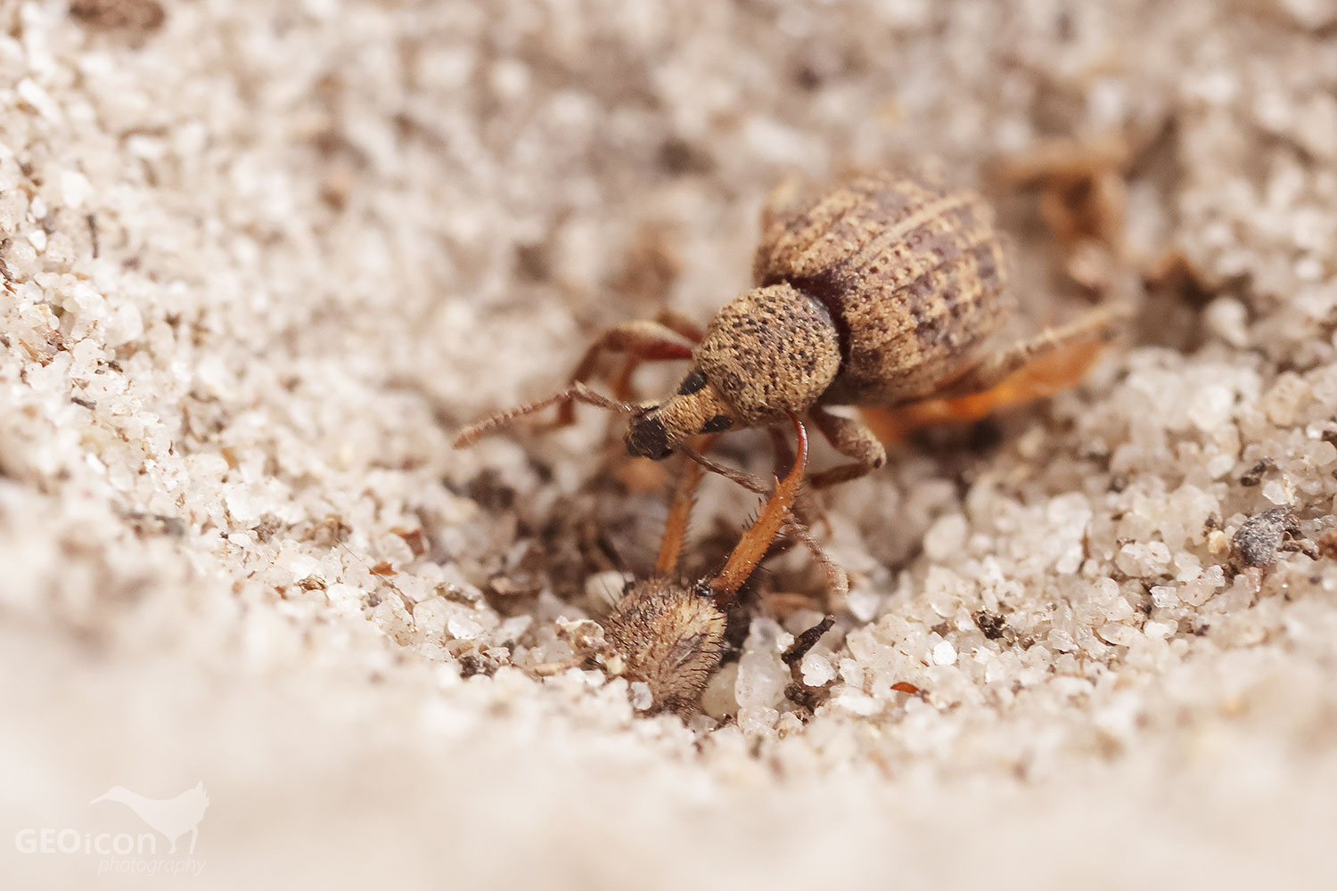 Myrmeleonidae / mravkolev