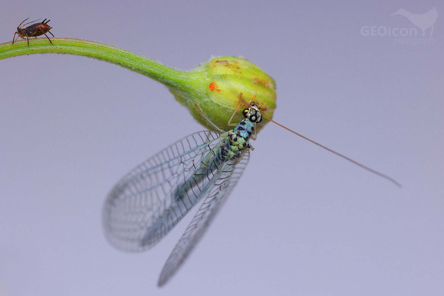 Net-winged insect / zlatoočka skvrnitá (Chrysopa perla)