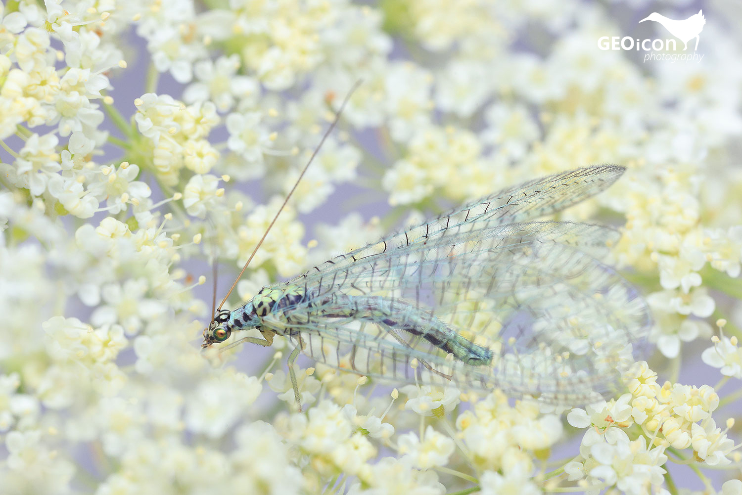 Net-winged insect / zlatoočka skvrnitá (Chrysopa perla)