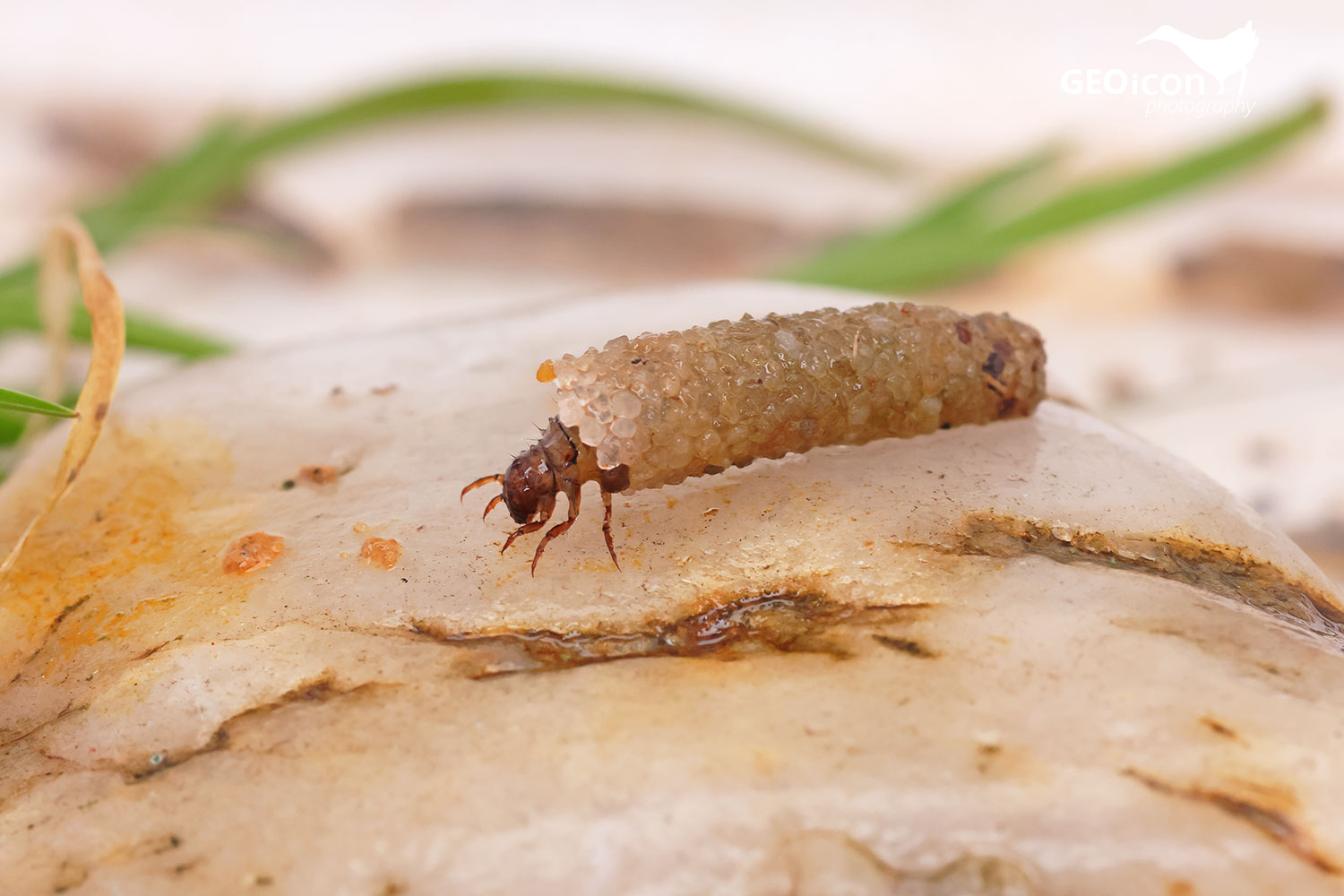 Trichoptera / chrostík