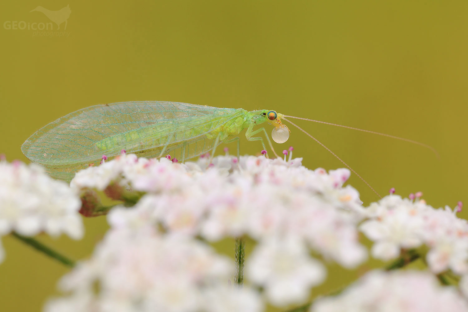 Common green lacewings / zlatoočka obecná (Chrysoperla carnea)