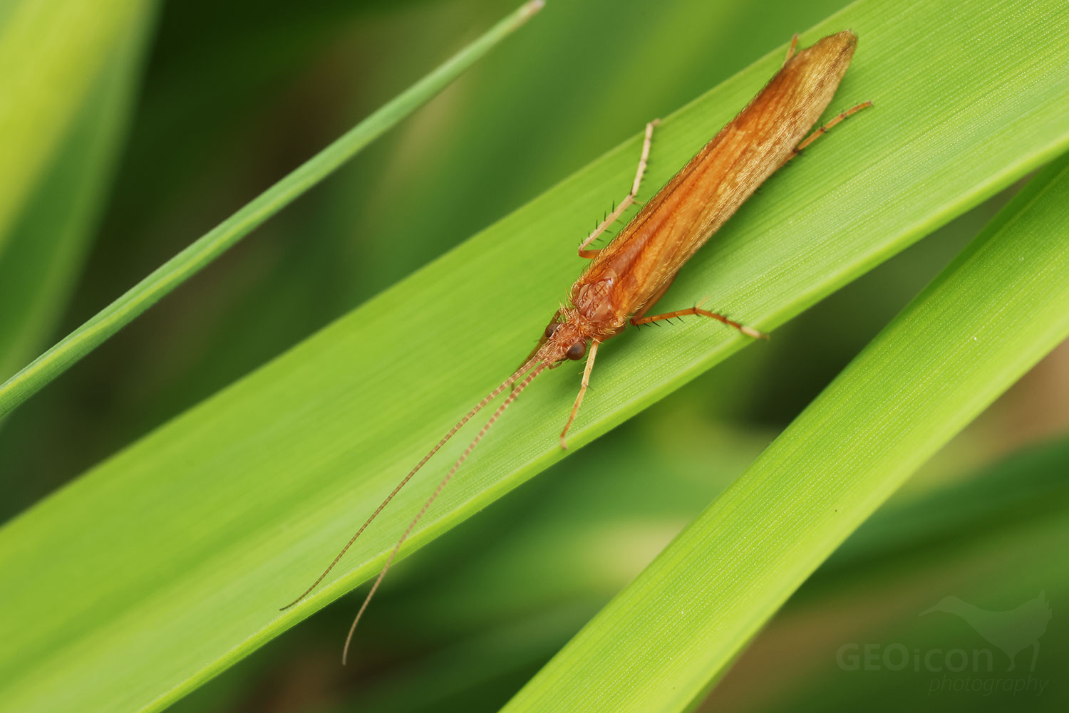 Trichoptera / chrostík