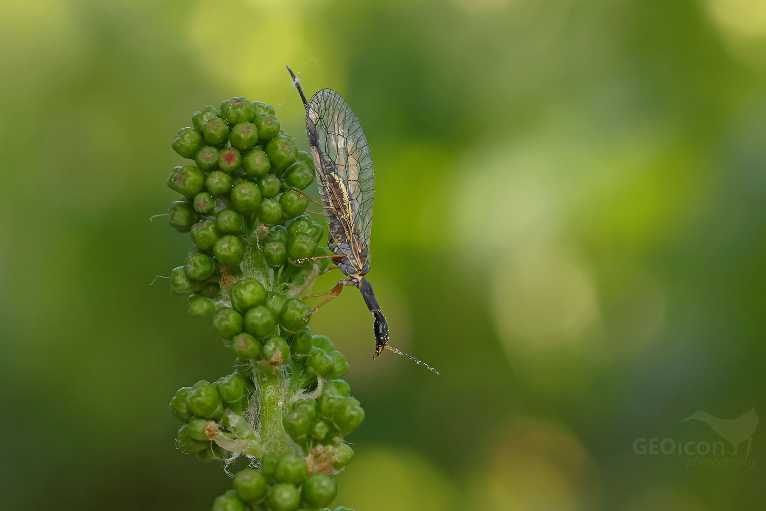 Snakefly / dlouhošíjka znamenaná (Phaeostigma notata)