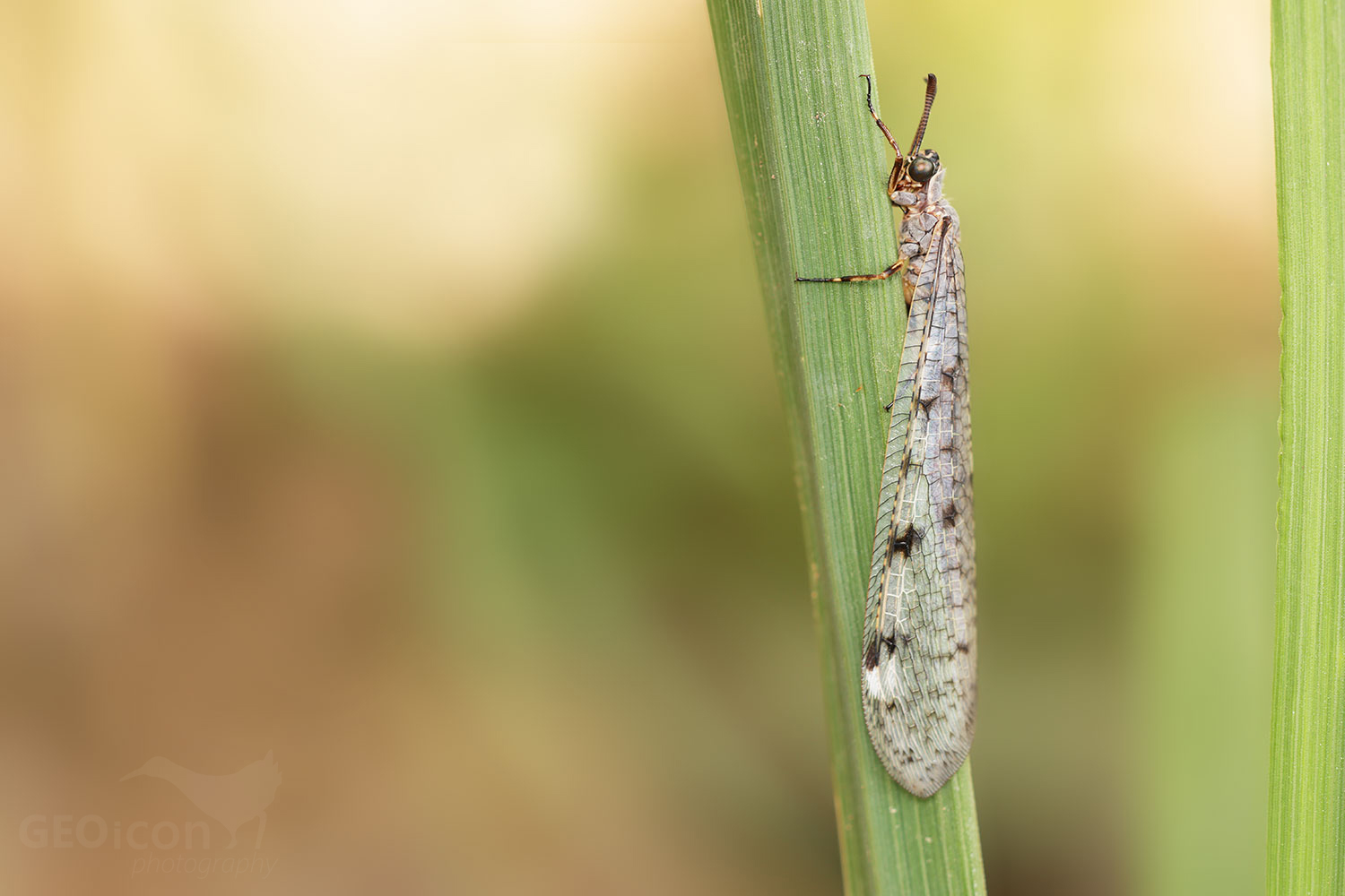 Trichoptera / chrostík skvrnitý