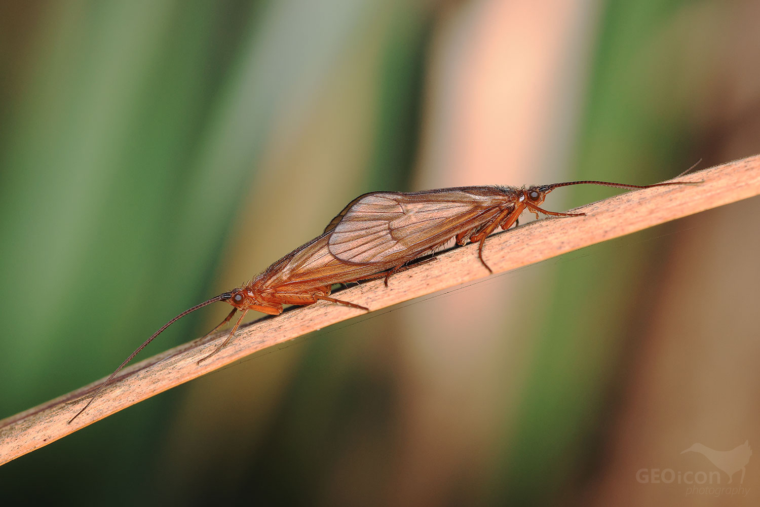 Trichoptera / chrostík