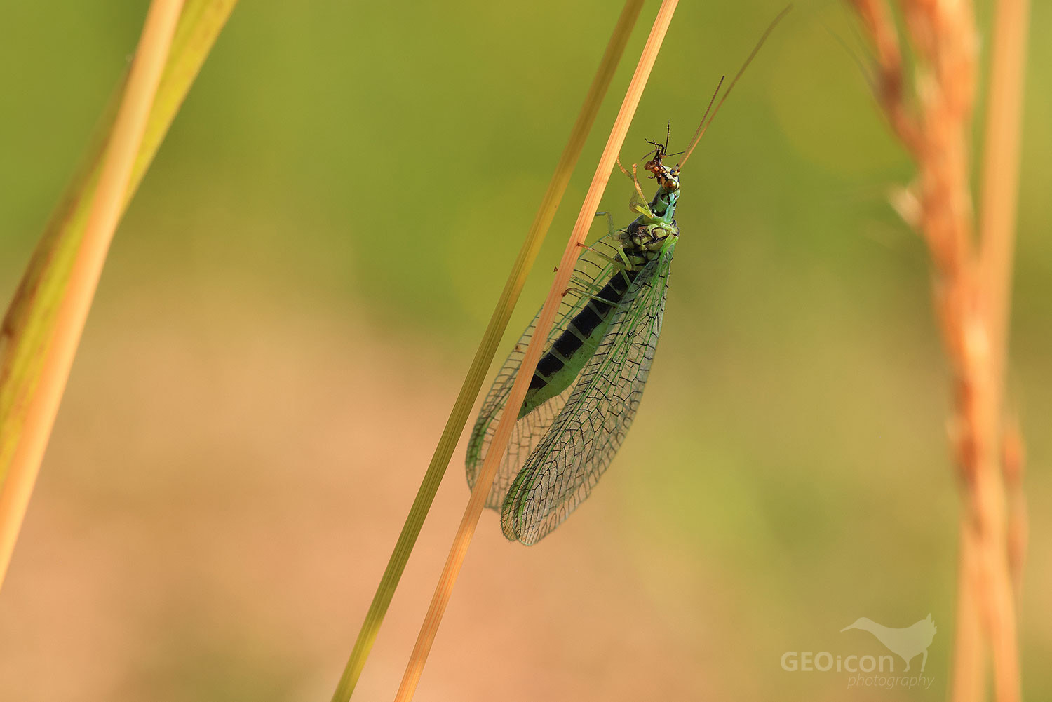 Net-winged insect / zlatoočka skvrnitá (Chrysopa perla)
