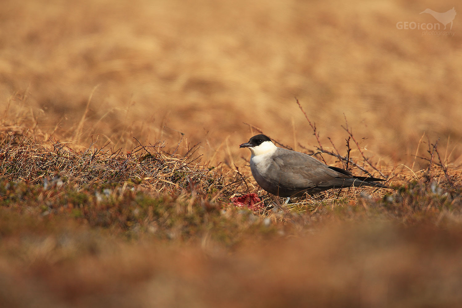 Long tailed skua / chaluha příživná (Stercorarius longicaudus)