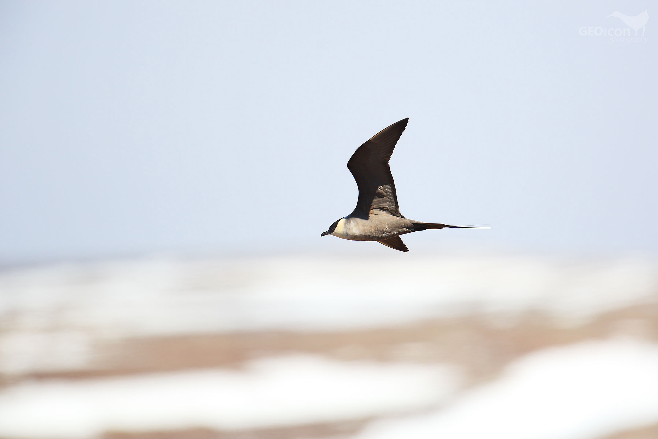 Long tailed skua / chaluha příživná (Stercorarius longicaudus)